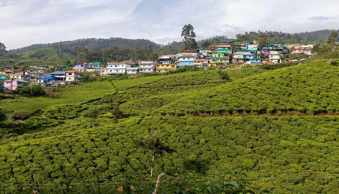 The vast tea plantations of Munnar