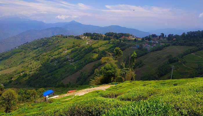 Tea_Estate,_Darjeeling