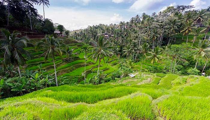 Top Places To Visit Near Museum Puri Lukisan Bali In March 2025