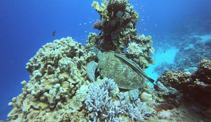 Tenggol Island is the best place to visit in Malaysia to Singapore for the amazing scuba diving experience.