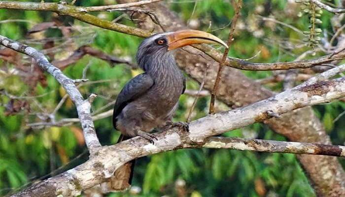  Thattekad Bird Sanctuary, Best Places to Visit Near Kochi