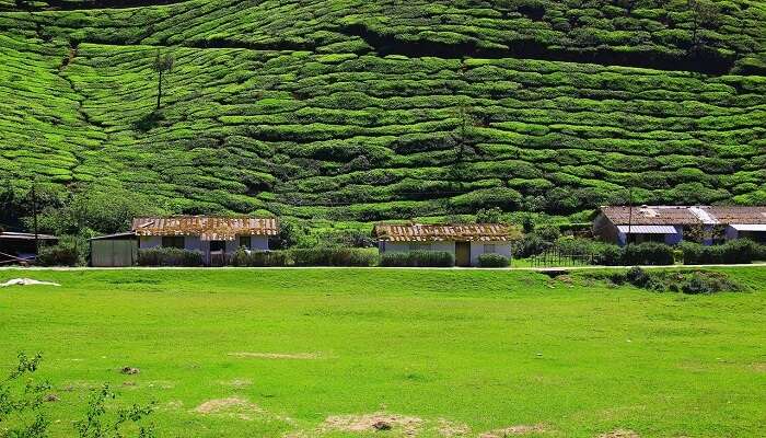 Stunning view of a tea plantation in Munnar 