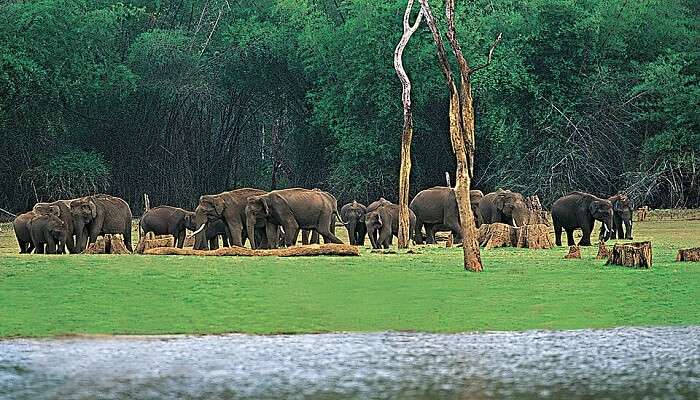 Thekkady is one of the beautiful place to visit in Kerala in 4 days.