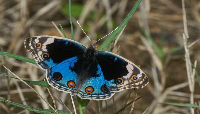 A pretty butterfly spotted in one of the forests in Thekkady