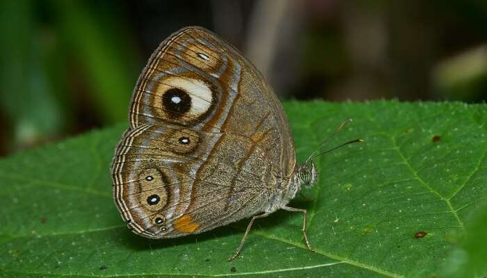A rare butterfly spotted in Thekkady on Kerala group tours