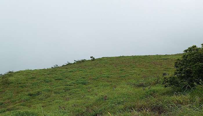 Thadiyandamol Betta, the highest peak in Kodagu, is a perfect weekend getaway from Calicut.