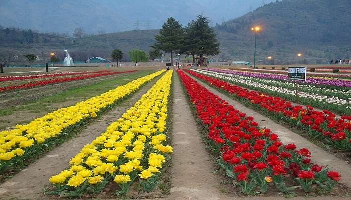 Things to do at Tulip Festival Kashmir.
