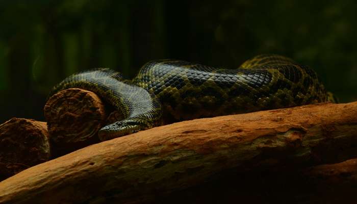 Anaconda on wood in one of the zoos in Kerala