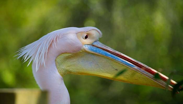 The famous, Pink Pelican in one of the zoos in Kerala