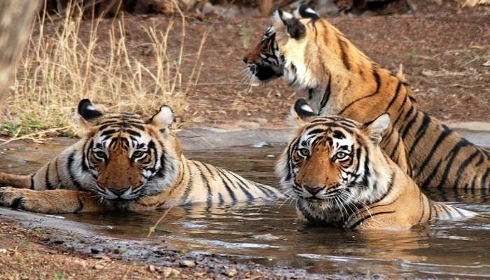 Want to witness wildlife at its best? Then get going by exploring the realms of Ranthambore