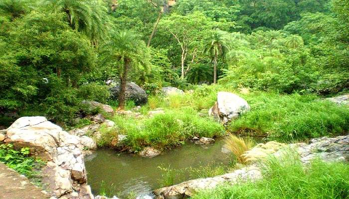 Trees And Tiger Sariska