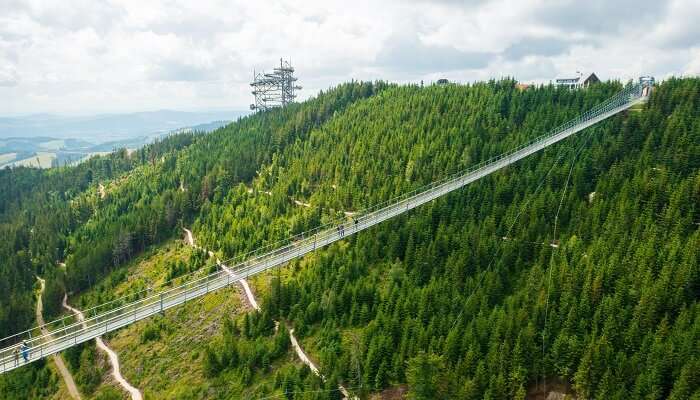 Treetop walking in China