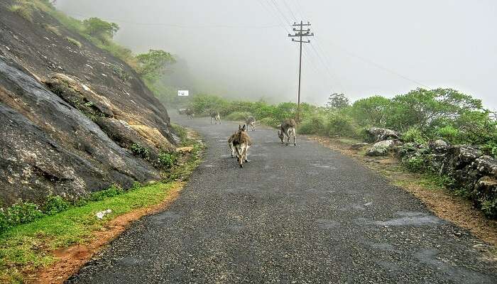 Trekking in Munnar - the best adventure sport in Kerala
