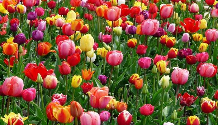 Tulip festival in Kashmir