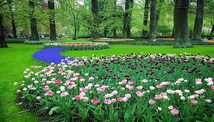 Places  to visit in the Netherlands- Keukenhof 