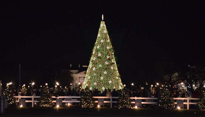 National tree at Christmas in washington dc