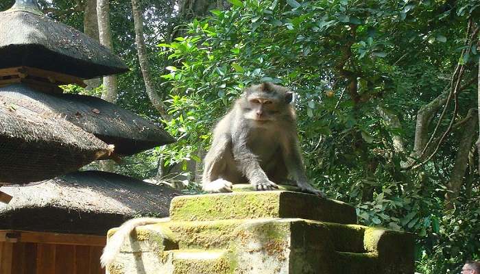 Ubud Monkey Forest - Places To Visit Near Yellow Flower Cafe Bali In March