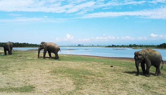 Udawalawe National Park, among Sri Lanka tourist places