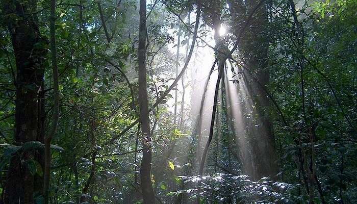 Udawattekele Sanctuary, among Sri Lanka tourist places