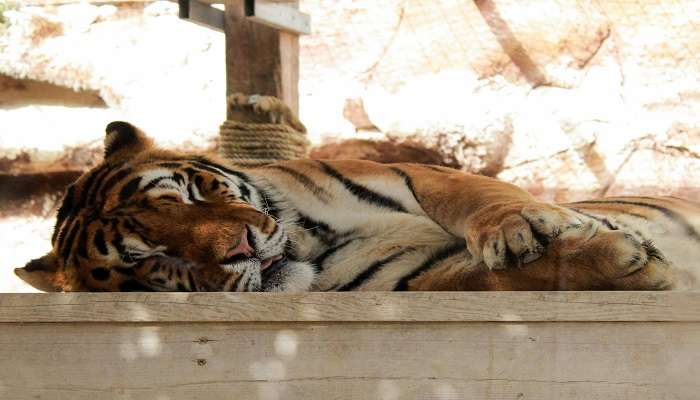 Sleeping Tiger in a cage