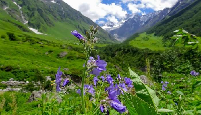 Valley Of Flowers, places to visit in Sikkim in July