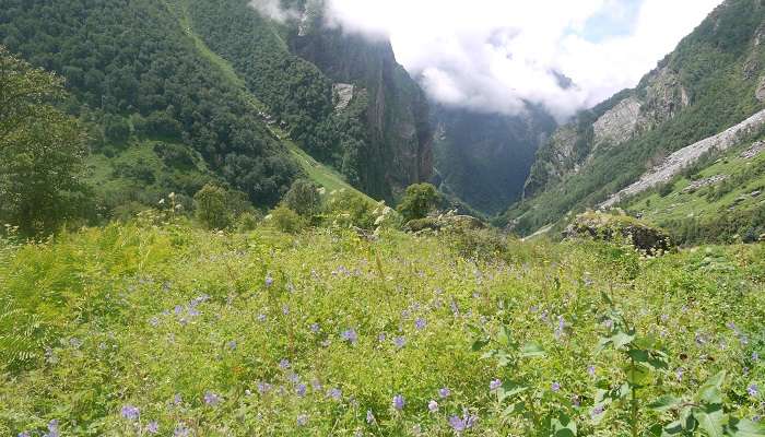 Valley of Flowers, places to visit near delhi in august