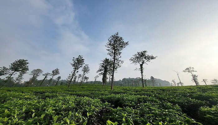 Tea plantation in Vythiri