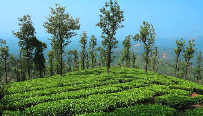 Visit A Coffee Plantation in Wayanad