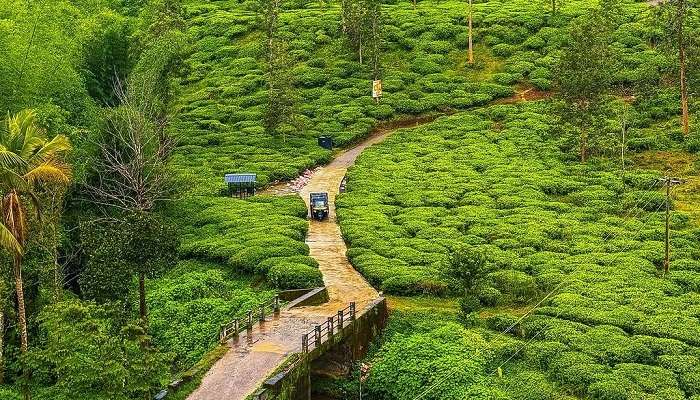  Wayanad, Kerala In March