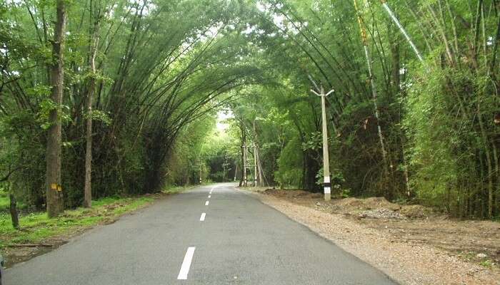 a mesmerising view of the road surrounded by the bamboo trees.