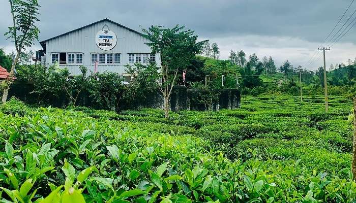 Wayanad Tea Museum