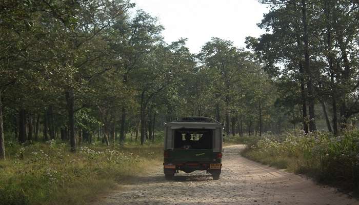 An image of the beautiful wildlife sanctuary near Wayanad. 