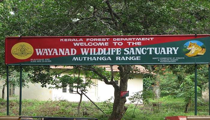 Wayanad Wildlife Sanctuary—Into the Wild 