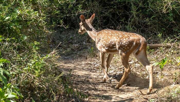 A deer spotted in Wayanad’s reserve during Kerala group tours