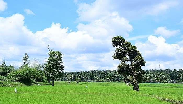 Paddy field, Wayanad
