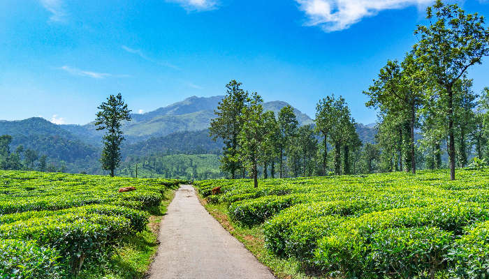 Wayanad is a typical honeymoon destination in South India