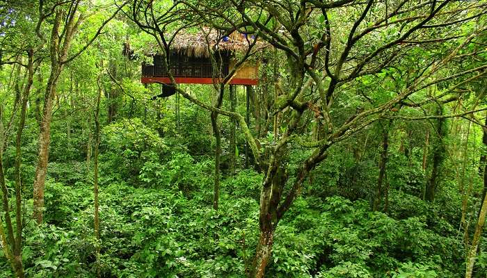 Visit Wayanad in Kerala, One of the best things to do in Kerala