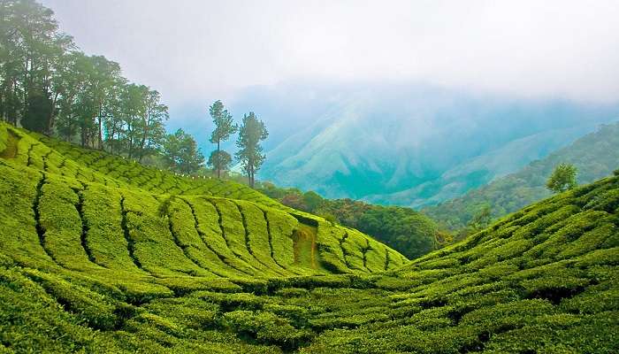 Beautiful tea plantations in Munnar