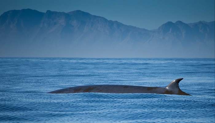 Whale Watching in south africa with kids