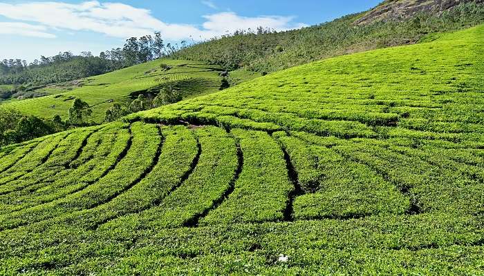 The peaceful tea plantations of Munnar