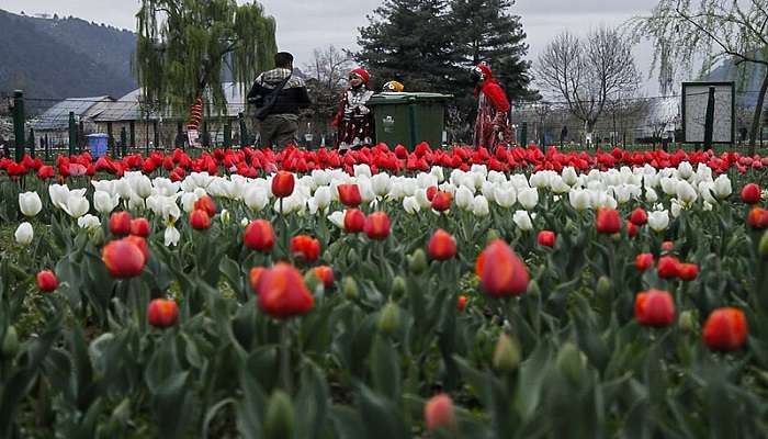 When Will the Tulip Garden Open in Kashmir in 2025