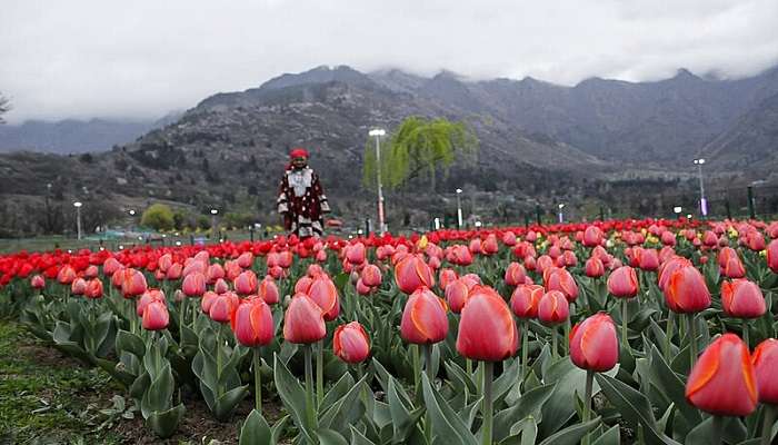 What is the best time to visit Tulip Festival?