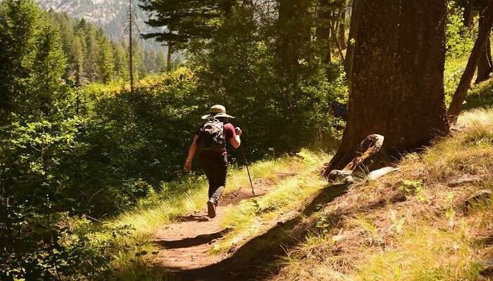 Adventure sports in Munnar shola forests and scenic hiking views