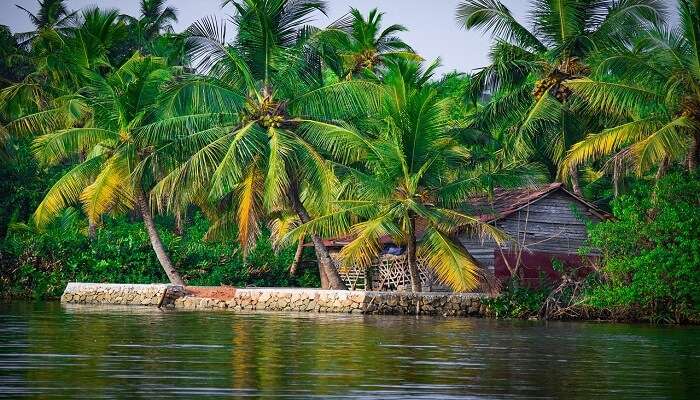 Lush green Kerala in November with a palm-fringed backwater scene.