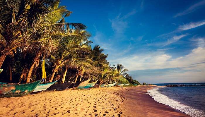  Tropical Beach, Mirissa, Sri Lanka 