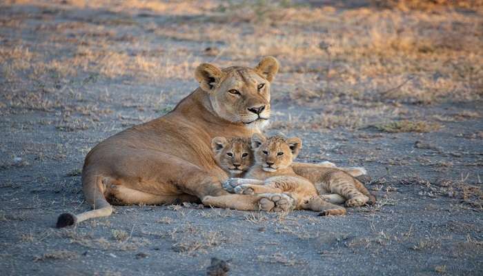 Witness wildlife in Periyar India.