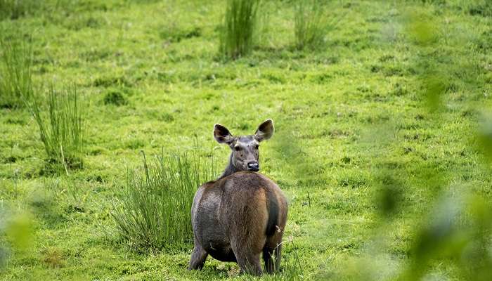 Wildlife Safari, Things To Do In coorg