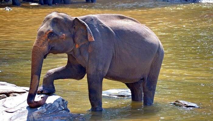 elephants in the wildlife national park