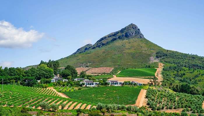 Winery Tour, Cape Town In January