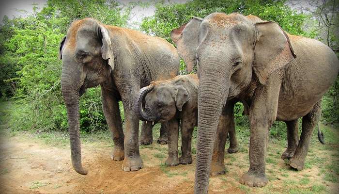 Yala National Park, among Sri Lanka tourist places